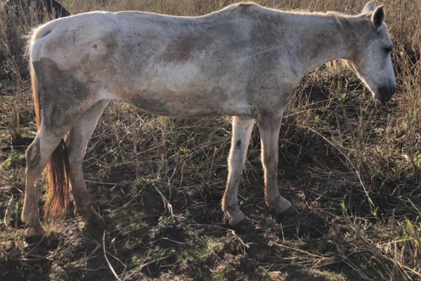 Animal resgatado na cidade de RIBEIRÃO PRETO Animal resgatado na cidade de RIBEIRÃO PRETO