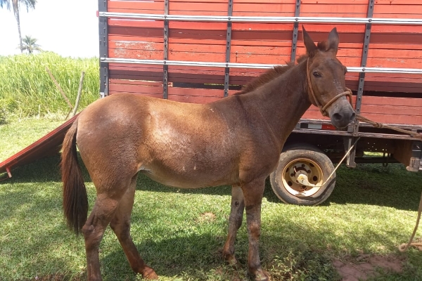 Animal resgatado na cidade de RIBEIRÃO PRETO Animal resgatado na cidade de RIBEIRÃO PRETO