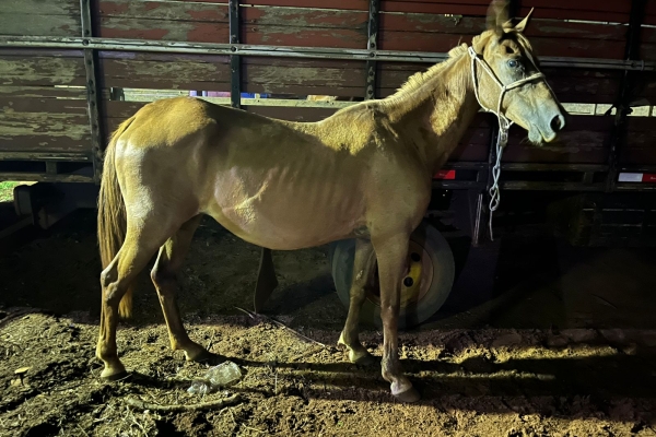 Animal resgatado na cidade de RIBEIRÃO PRETO Animal resgatado na cidade de RIBEIRÃO PRETO