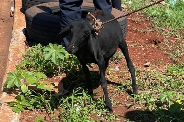 Animal resgatado na cidade de RIBEIRÃO PRETO Animal resgatado na cidade de RIBEIRÃO PRETO