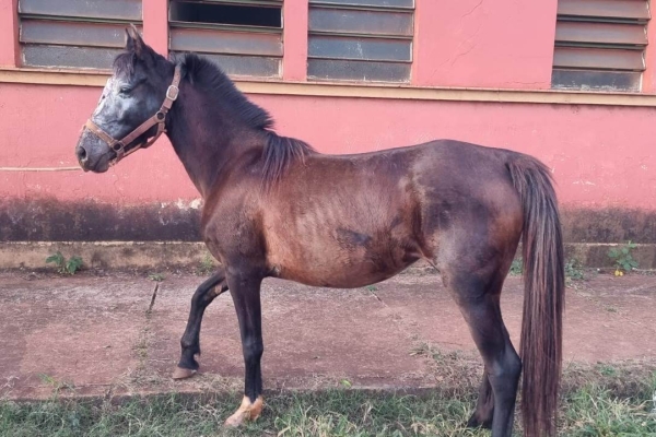 Animal resgatado na cidade de RIBEIRÃO PRETO Animal resgatado na cidade de RIBEIRÃO PRETO