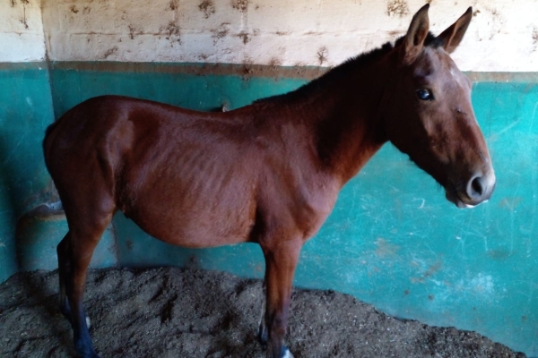 Animal resgatado na cidade de RIBEIRÃO PRETO Animal resgatado na cidade de RIBEIRÃO PRETO
