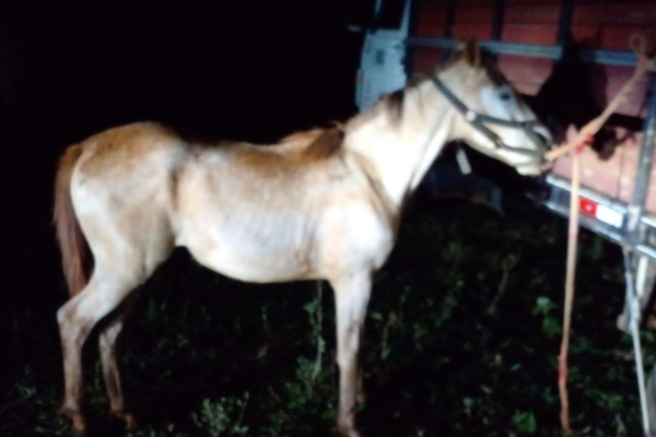 Animal resgatado na cidade de RIBEIRÃO PRETO Animal resgatado na cidade de RIBEIRÃO PRETO