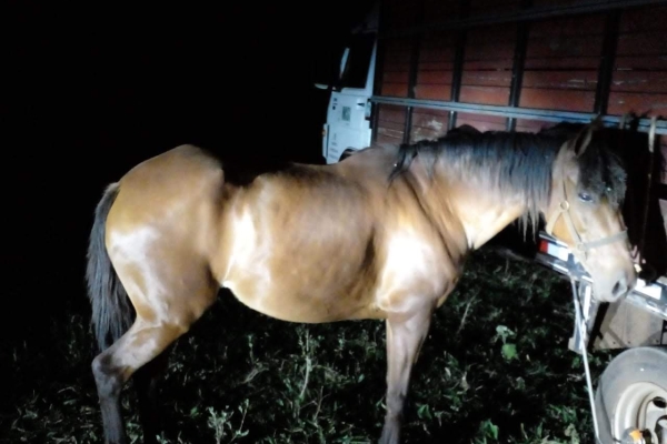 Animal resgatado na cidade de RIBEIRÃO PRETO Animal resgatado na cidade de RIBEIRÃO PRETO