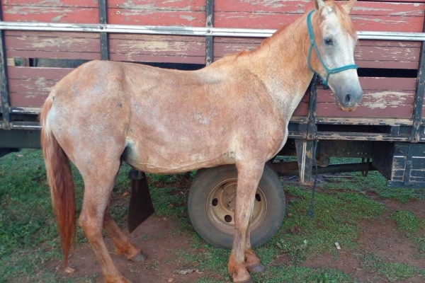 Animal resgatado na cidade de RIBEIRÃO PRETO Animal resgatado na cidade de RIBEIRÃO PRETO