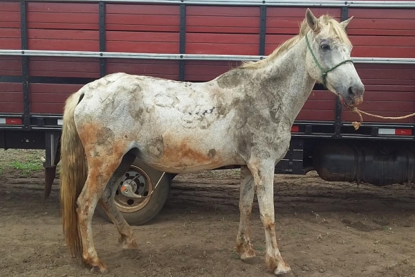 Animal resgatado na cidade de RIBEIRÃO PRETO Animal resgatado na cidade de RIBEIRÃO PRETO