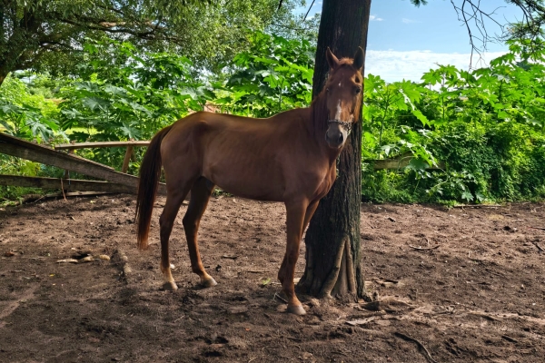 Animal resgatado na cidade de RIBEIRÃO PRETO Animal resgatado na cidade de RIBEIRÃO PRETO