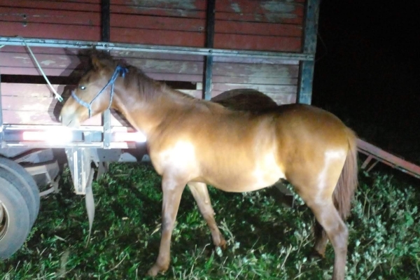 Animal resgatado na cidade de RIBEIRÃO PRETO Animal resgatado na cidade de RIBEIRÃO PRETO