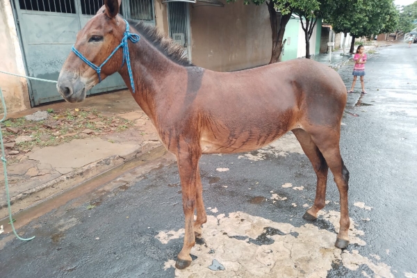 Animal resgatado na cidade de RIBEIRÃO PRETO Animal resgatado na cidade de RIBEIRÃO PRETO
