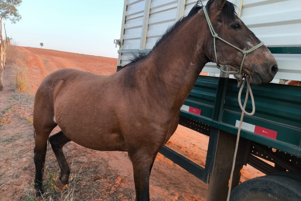 Animal resgatado na cidade de IBITINGA Animal resgatado na cidade de IBITINGA