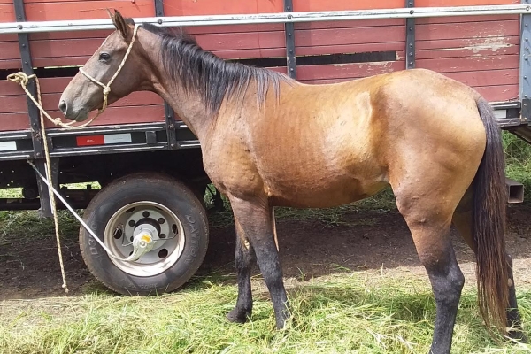 Animal resgatado na cidade de RIBEIRÃO PRETO Animal resgatado na cidade de RIBEIRÃO PRETO