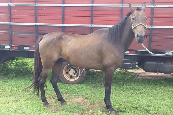 Animal resgatado na cidade de RIBEIRÃO PRETO Animal resgatado na cidade de RIBEIRÃO PRETO