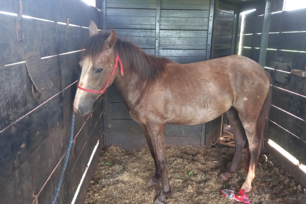 Animal resgatado na cidade de RIBEIRÃO PRETO Animal resgatado na cidade de RIBEIRÃO PRETO