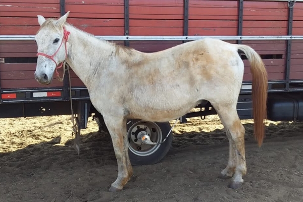 Animal resgatado na cidade de RIBEIRÃO PRETO Animal resgatado na cidade de RIBEIRÃO PRETO