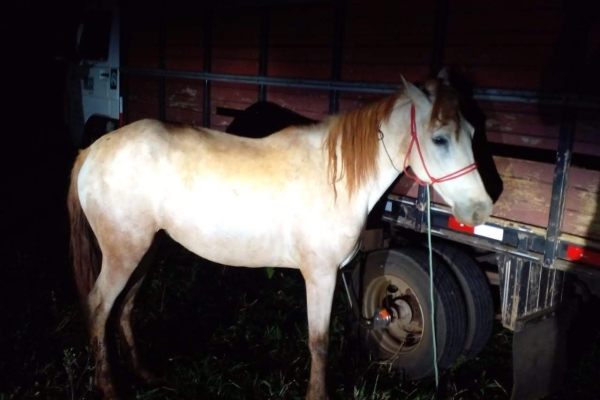 Animal resgatado na cidade de RIBEIRÃO PRETO Animal resgatado na cidade de RIBEIRÃO PRETO