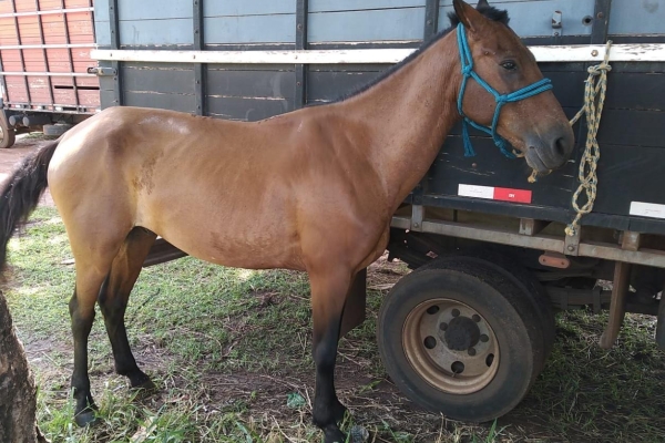 Animal resgatado na cidade de RIBEIRÃO PRETO Animal resgatado na cidade de RIBEIRÃO PRETO