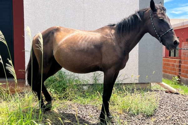Animal resgatado na cidade de RIBEIRÃO PRETO Animal resgatado na cidade de RIBEIRÃO PRETO