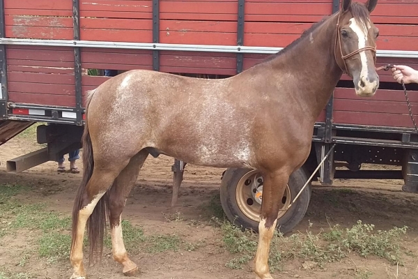 Animal resgatado na cidade de RIBEIRÃO PRETO Animal resgatado na cidade de RIBEIRÃO PRETO
