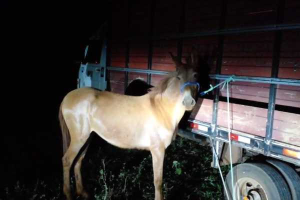 Animal resgatado na cidade de RIBEIRÃO PRETO Animal resgatado na cidade de RIBEIRÃO PRETO