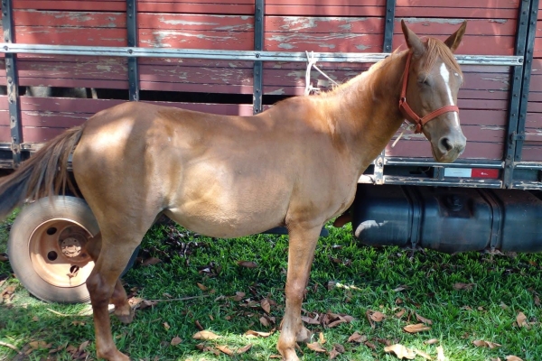 Animal resgatado na cidade de RIBEIRÃO PRETO Animal resgatado na cidade de RIBEIRÃO PRETO