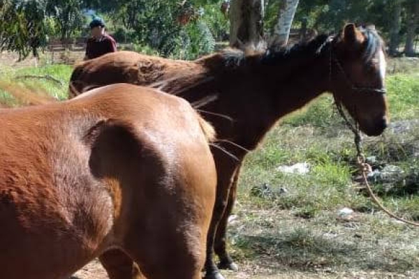 Animal resgatado na cidade de RIBEIRÃO PRETO Animal resgatado na cidade de RIBEIRÃO PRETO