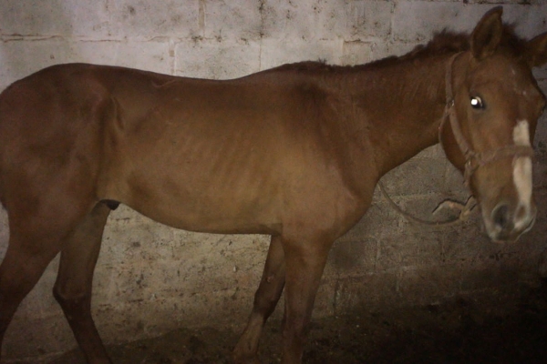 Animal resgatado na cidade de RIBEIRÃO PRETO Animal resgatado na cidade de RIBEIRÃO PRETO