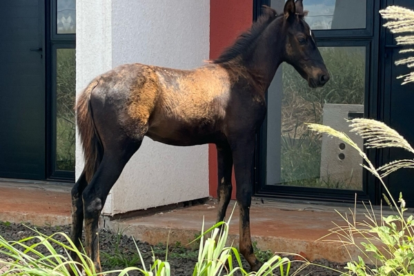 Animal resgatado na cidade de RIBEIRÃO PRETO Animal resgatado na cidade de RIBEIRÃO PRETO