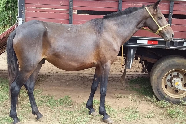 Animal resgatado na cidade de RIBEIRÃO PRETO Animal resgatado na cidade de RIBEIRÃO PRETO
