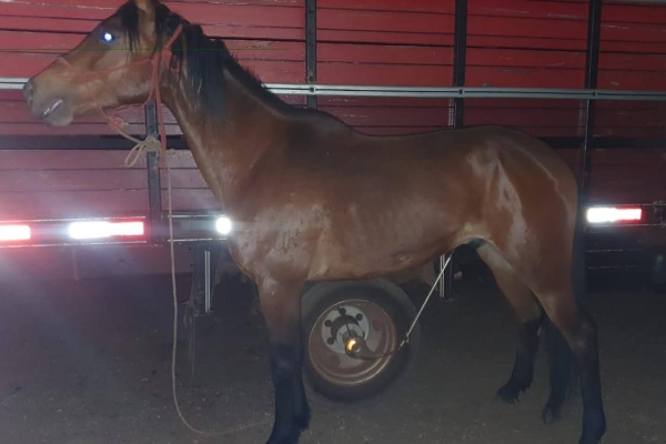 Animal resgatado na cidade de RIBEIRÃO PRETO Animal resgatado na cidade de RIBEIRÃO PRETO