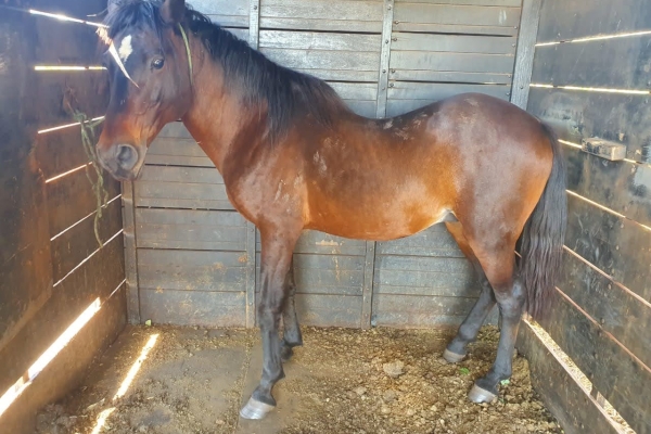 Animal resgatado na cidade de RIBEIRÃO PRETO Animal resgatado na cidade de RIBEIRÃO PRETO