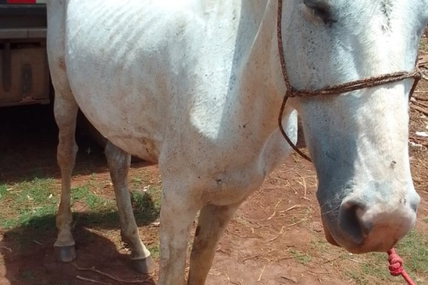 Animal resgatado na cidade de ORLÂNDIA Animal resgatado na cidade de ORLÂNDIA