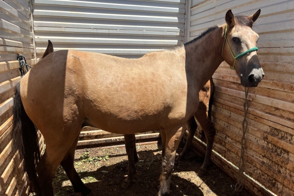 Animal resgatado na cidade de RIBEIRÃO PRETO Animal resgatado na cidade de RIBEIRÃO PRETO