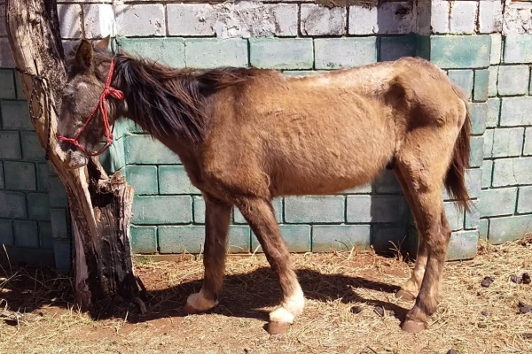 Animal resgatado na cidade de RIBEIRÃO PRETO Animal resgatado na cidade de RIBEIRÃO PRETO