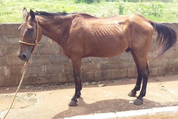 Animal resgatado na cidade de RIBEIRÃO PRETO Animal resgatado na cidade de RIBEIRÃO PRETO