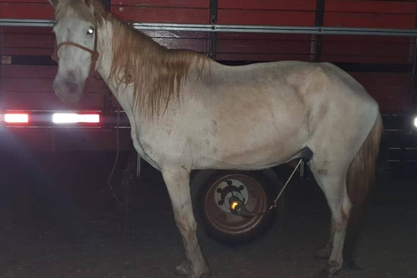 Animal resgatado na cidade de RIBEIRÃO PRETO Animal resgatado na cidade de RIBEIRÃO PRETO