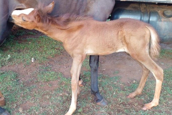 Animal resgatado na cidade de RIBEIRÃO PRETO Animal resgatado na cidade de RIBEIRÃO PRETO