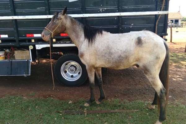 Animal resgatado na cidade de ORLÂNDIA Animal resgatado na cidade de ORLÂNDIA