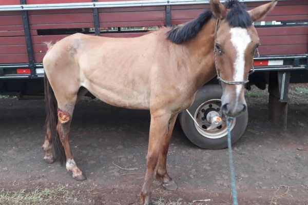 Animal resgatado na cidade de RIBEIRÃO PRETO Animal resgatado na cidade de RIBEIRÃO PRETO