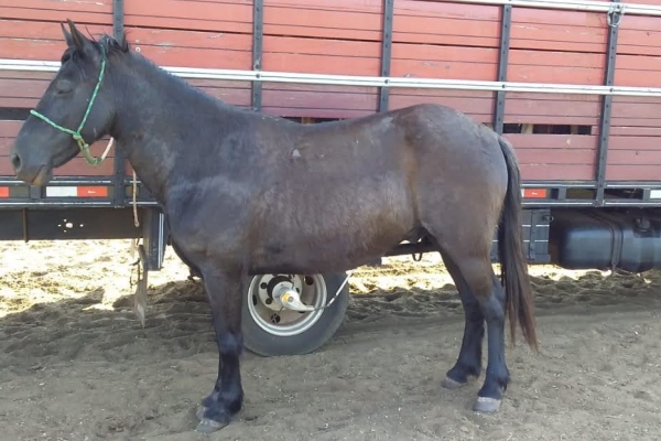 Animal resgatado na cidade de RIBEIRÃO PRETO Animal resgatado na cidade de RIBEIRÃO PRETO