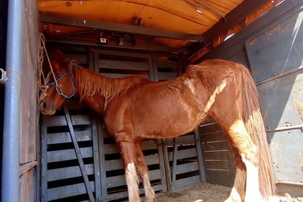 Animal resgatado na cidade de RIBEIRÃO PRETO Animal resgatado na cidade de RIBEIRÃO PRETO