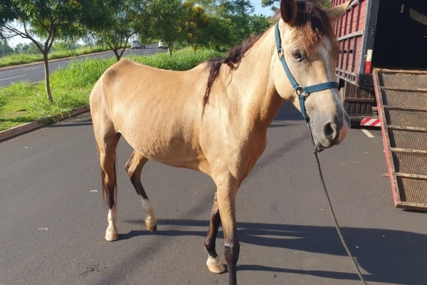 Animal resgatado na cidade de RIBEIRÃO PRETO Animal resgatado na cidade de RIBEIRÃO PRETO