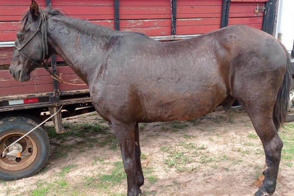 Animal resgatado na cidade de RIBEIRÃO PRETO Animal resgatado na cidade de RIBEIRÃO PRETO