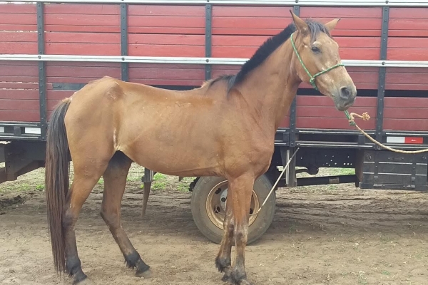 Animal resgatado na cidade de RIBEIRÃO PRETO Animal resgatado na cidade de RIBEIRÃO PRETO