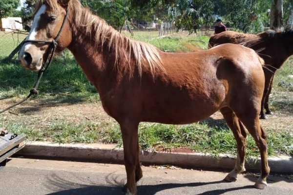 Animal resgatado na cidade de RIBEIRÃO PRETO