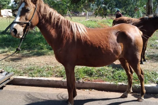 Animal resgatado na cidade de RIBEIRÃO PRETO Animal resgatado na cidade de RIBEIRÃO PRETO