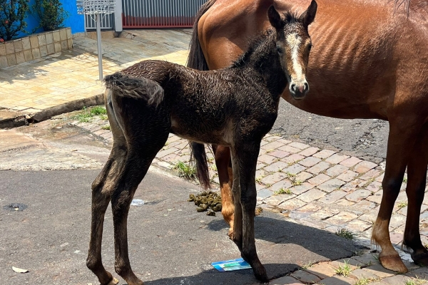Animal resgatado na cidade de RIBEIRÃO PRETO Animal resgatado na cidade de RIBEIRÃO PRETO