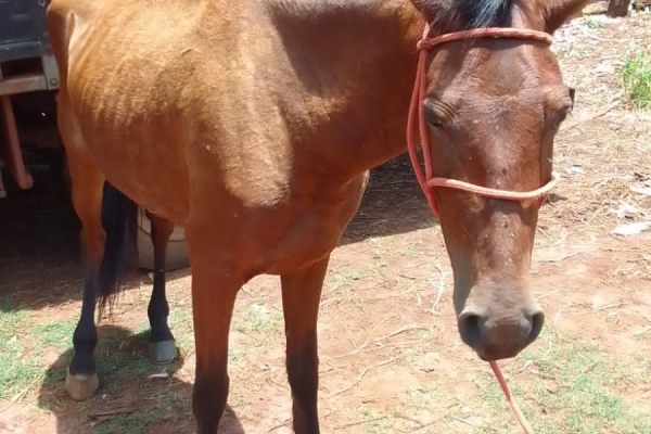 Animal resgatado na cidade de ORLÂNDIA Animal resgatado na cidade de ORLÂNDIA