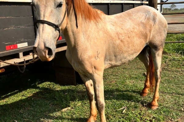 Animal resgatado na cidade de RIBEIRÃO PRETO Animal resgatado na cidade de RIBEIRÃO PRETO