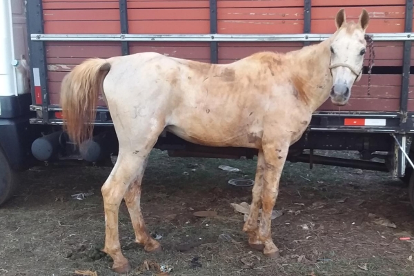 Animal resgatado na cidade de RIBEIRÃO PRETO Animal resgatado na cidade de RIBEIRÃO PRETO