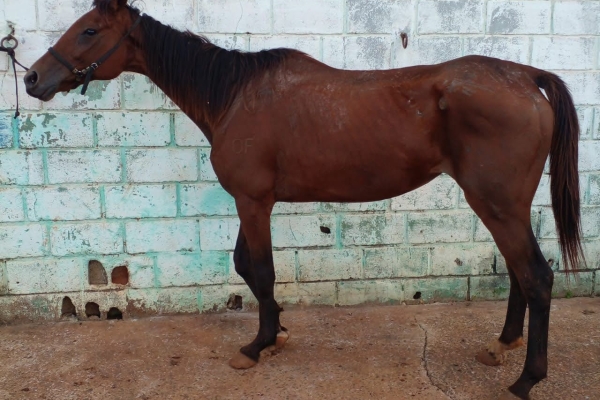Animal resgatado na cidade de RIBEIRÃO PRETO Animal resgatado na cidade de RIBEIRÃO PRETO
